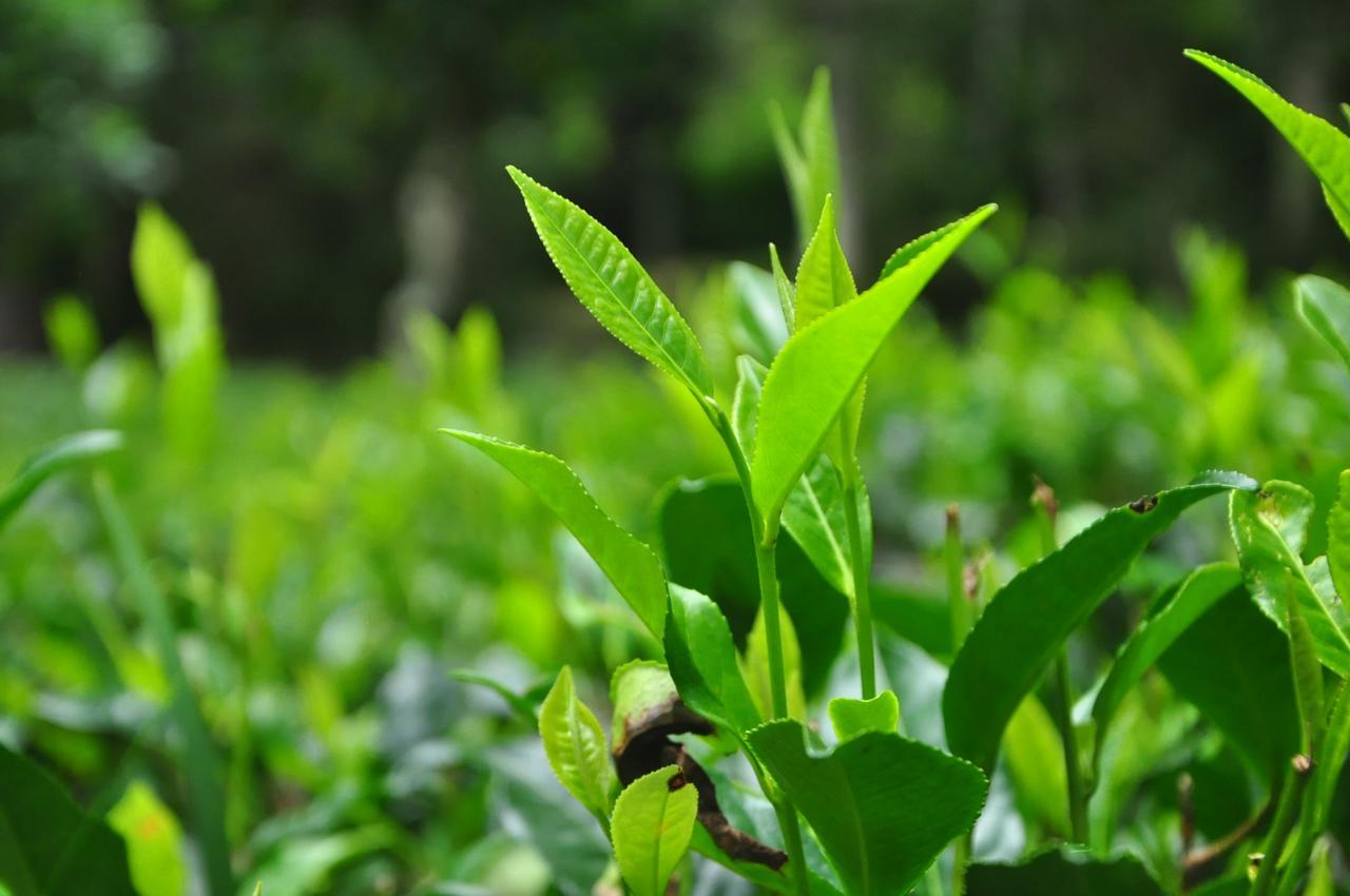 Nature Relax เอลลา ภายนอก รูปภาพ